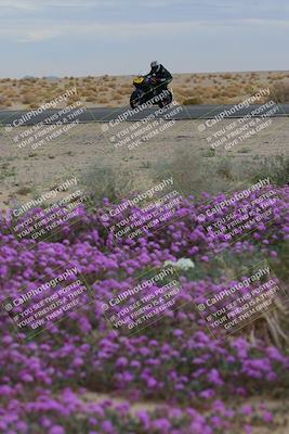 media/Jan-14-2023-SoCal Trackdays (Sat) [[497694156f]]/Turn 14 Exit Bloomig (145pm)/